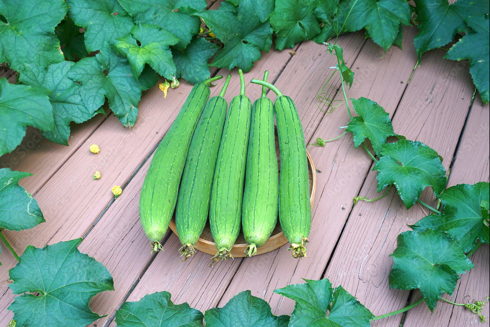 Ridge Gourd (Turai)